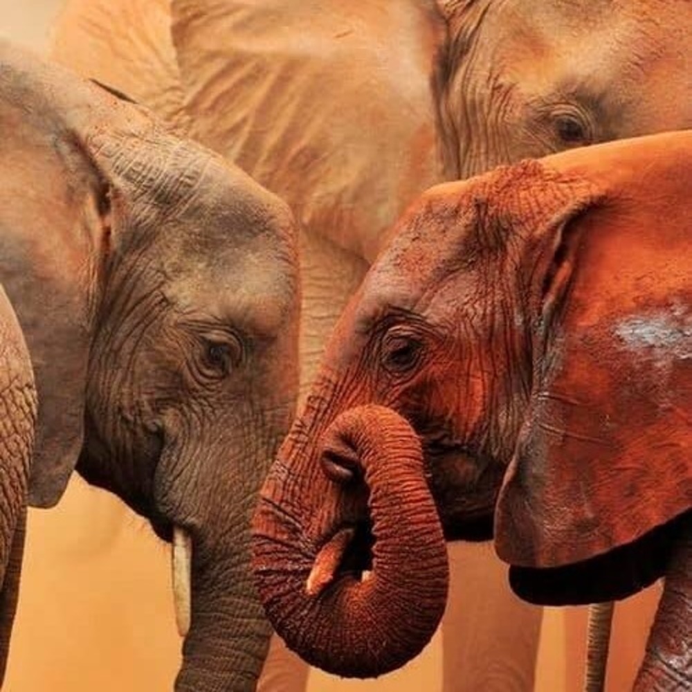 Meet your Posher, Rohit